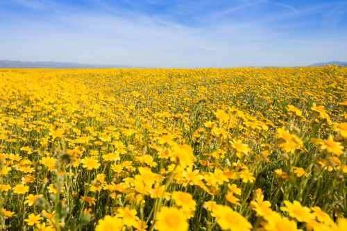 Camping in Carrizo Plain National Monument