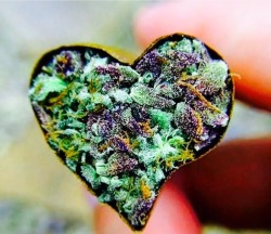 Ganja Love