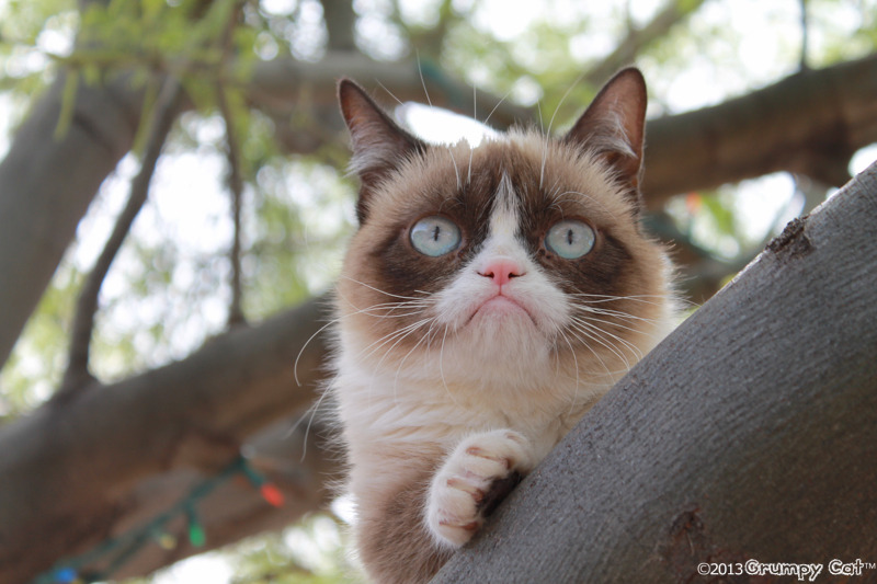 The Daily Grump | April 6, 2013
 A few new Grumpy Cat products were added this week!