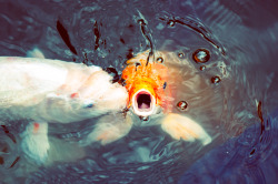  “Koi Closeups” Fish Kiss. Updated version