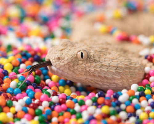 archiemcphee:The Sahara sand viper (Cerastes vipera), is a small, venomous viper endemic to the dese