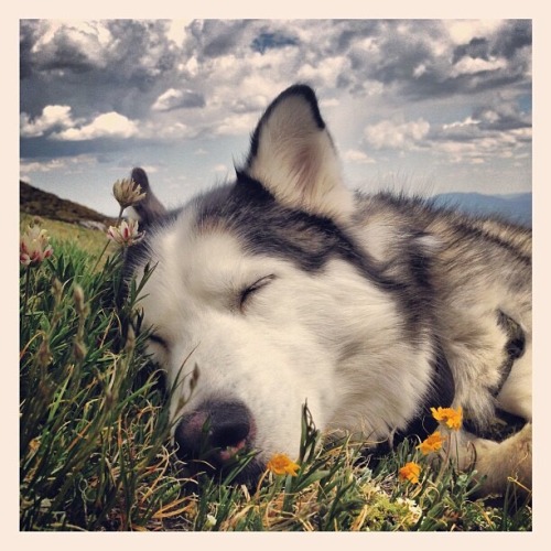 awwww-cute:  After hiking up a glacier, Bode needed a nap 