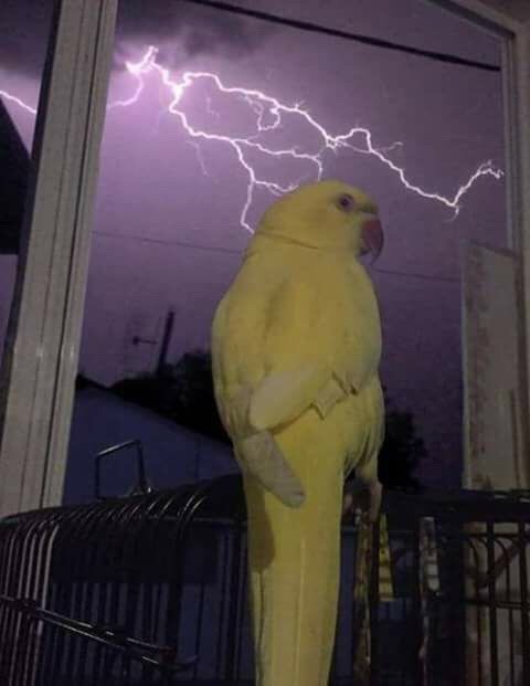 eyelander: fork-a-nature:  fakelaurent: Same energy  