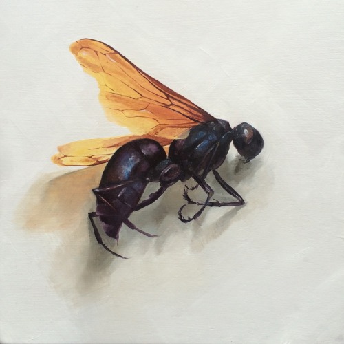 idazwells:Wasp study Oil on wood 6”x6” Ida Floreak