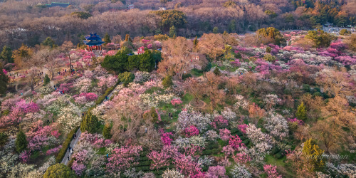 梅花山meihuashan, nanjing, jiangsu province by 影像视觉杨