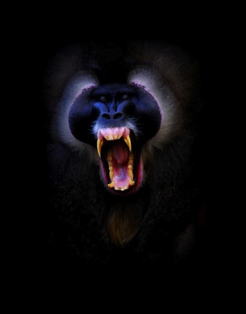 theleoisallinthemind:  Mandrill 
