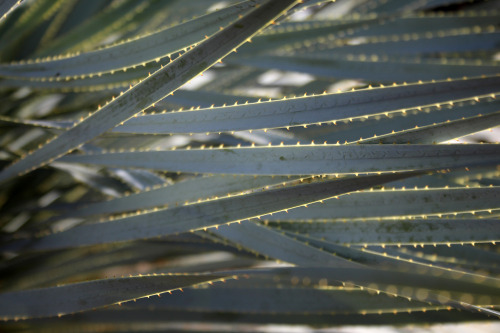 cactguy:cactguy:Dasylirion wheeleri / Desert SpoonDesert Botanical Garden, PhoenixLiked this series 