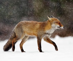 beautiful-wildlife: Cold as Ice - Red Fox in a Snow Blizzard by Roeselien Raimond