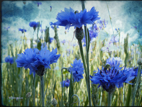 Dreaming blue field&hellip; by MargoLuc on Flickr.