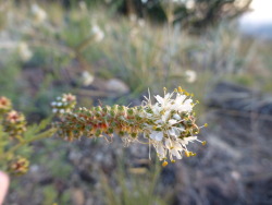 threemonthsandaday:  white prairie clover