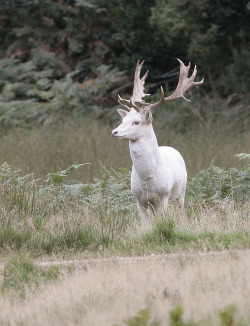 llbwwb:  White Fallow Deer by Kevin Keatley