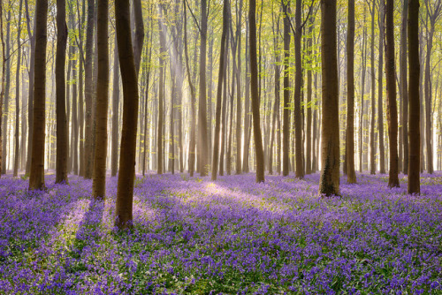 te5seract: Sunrise in the blue forest by Purple carpet Renan Gicquel