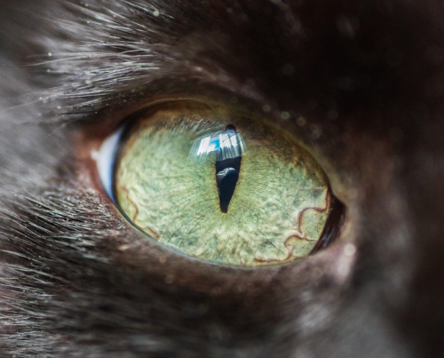 catsbeaversandducks: Cat Eyes Photos by ©The Great Went Pet Photography