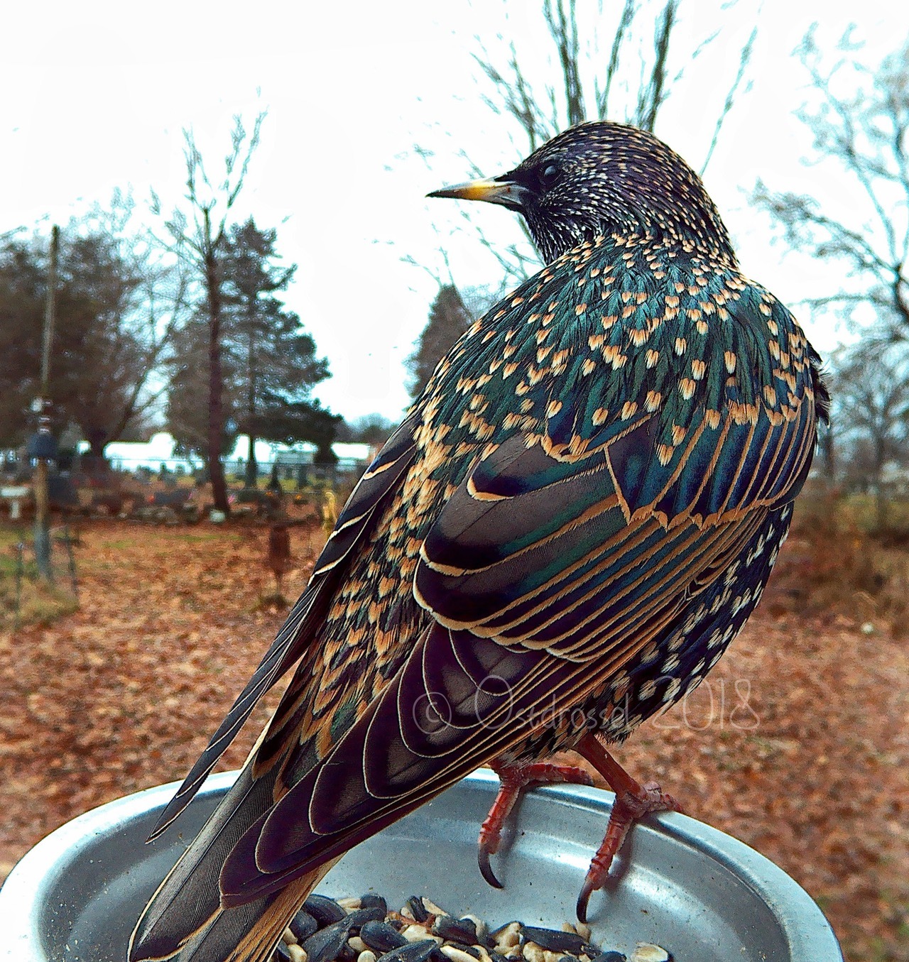the-jackals:  ostdrossel: I know European Starlings are not everybody’s favourite