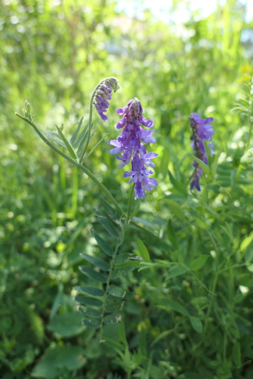 Vicia cracca — cow vetch a.k.a. tufted vetch 