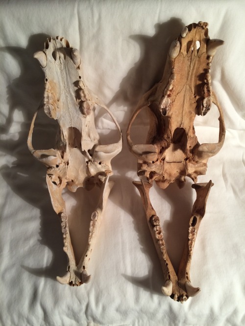 macabrity:comparison shots of Henrietta and Henry the black bear skulls. I love their irregular