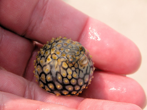 radgreymon:  sappling:  It took me a really long time to realize this is a fish but aw look how cute it is ☺️ It looks like he’s smiling!  pretty sure it cant breathe and is dying 