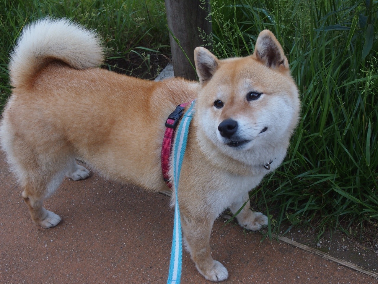 shibainu-komugi:  今日の柴犬の小麦さん #shiba #dog #komugi #柴犬