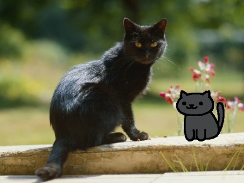 coffeeofthelord:slytherinlynx:Real Neko Atsume Cats I know there’s already a similar post floating a