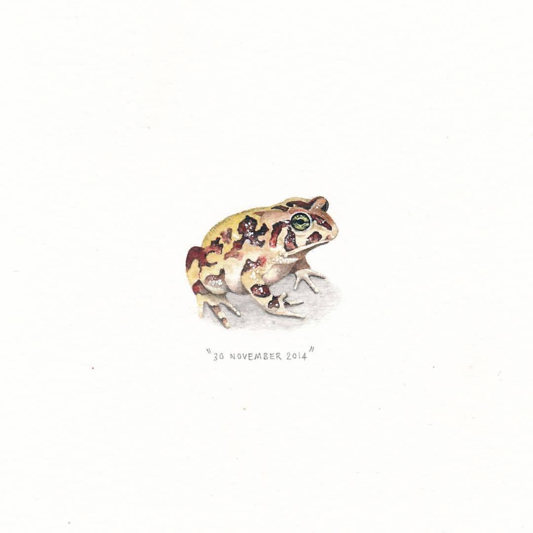 Western Leopard Toad. 🐸🍂
Framed/unframed prints available at the link in my bio. (at Cape Town, Western Cape)
https://www.instagram.com/p/BqzLozahOme/?utm_source=ig_tumblr_share&igshid=1mq98niq9fb4x