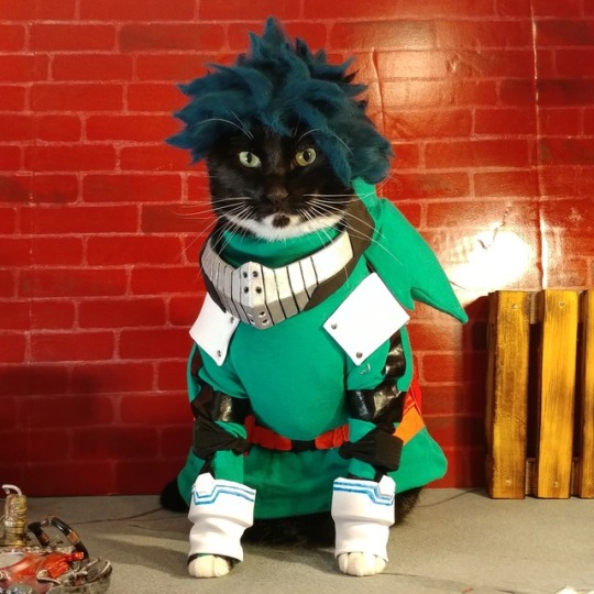 Cosplay Enthusiast Turn Cats into Feline Versions of Popular Anime  Characters