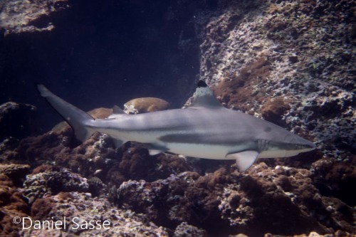 #SharkSunday to bring more understanding to humans about sharks! Blacktip Reef Shark remaining withi