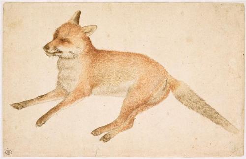 Fox -  15th C.Pisanello (1395-1455)via: musée du Louvre, D.A.G.