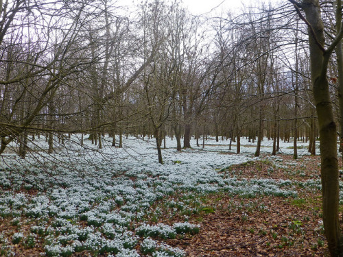 Welford Park Snowdrops by Mike Peacock2005 on Flickr.