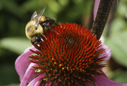 Pretty soon winter will be upon us and all my little bee models will be gone. Thank you, sweet bumbl