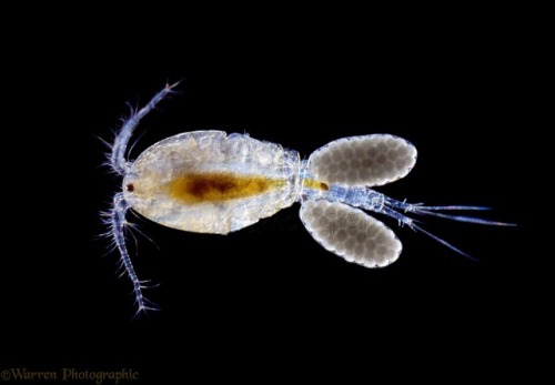 tangledwing:
“ Freshwater copepod (Cyclops) female with eggs. Credit: Warren Photographic
“Copepods (/ˈkoʊpɪpɒd/; meaning “oar-feet”) are a group of small crustaceans found in the sea and nearly every freshwater habitat. Some species are planktonic...