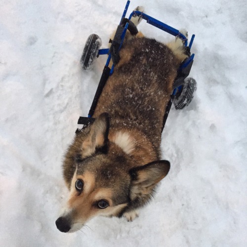 tessthecorgi:Sable on winter white.