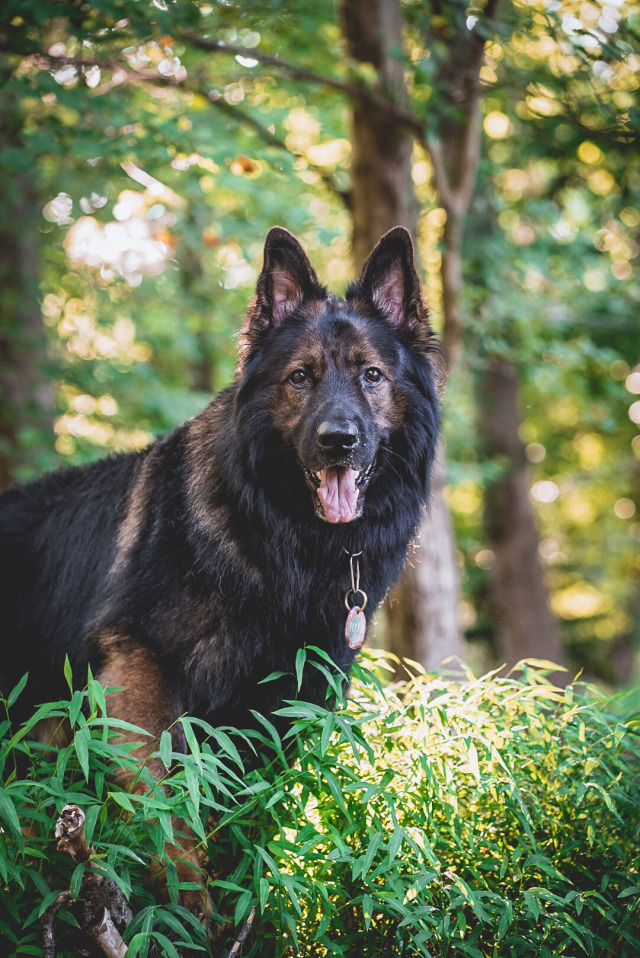 A sable german shepherd dog backlit by warm sunlight, standing in tall grass