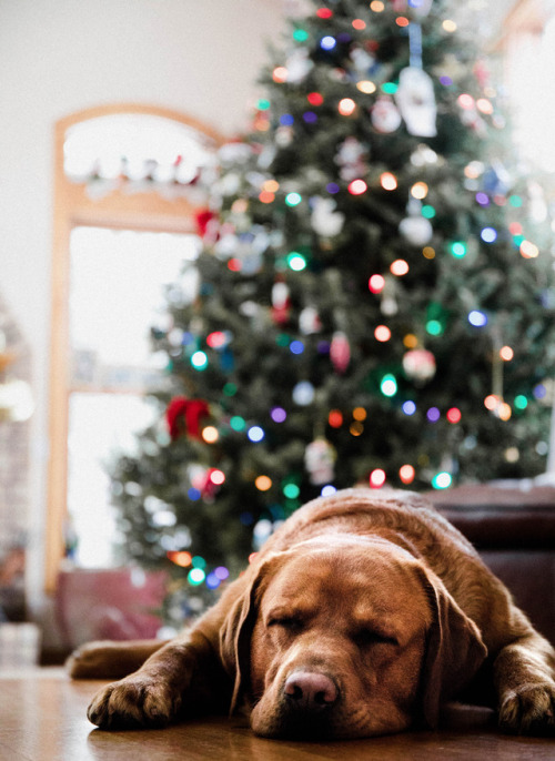 someone enjoyed his first Christmas as a Featherstone :)