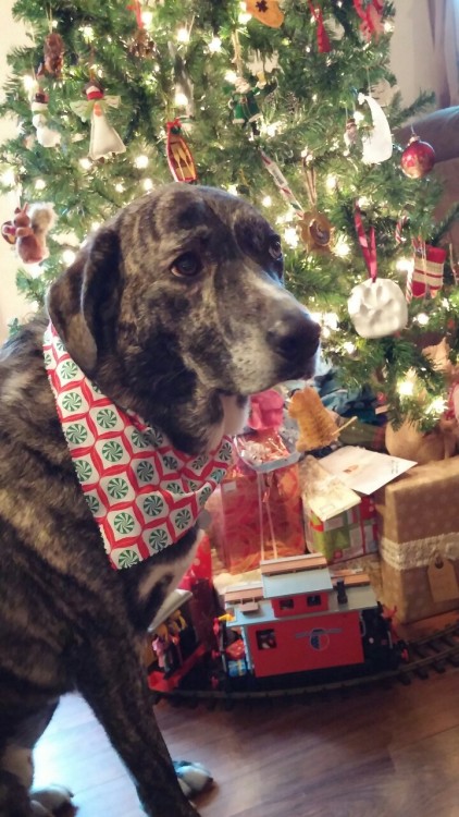 Owen is back from daycare, and because he got a bath, they gave him a Christmas bandana to wear! :)