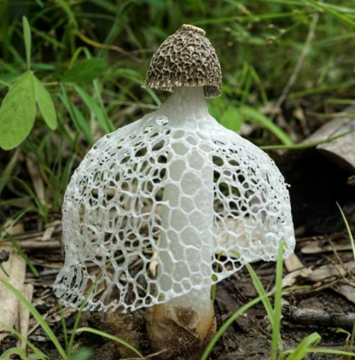 Favorite Fungi / Mushrooms: