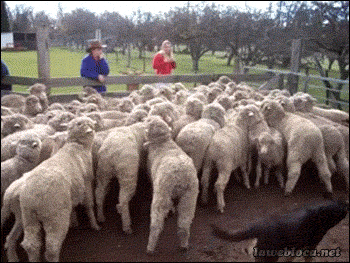 lawebloca:  Dog walks on sheep Video  