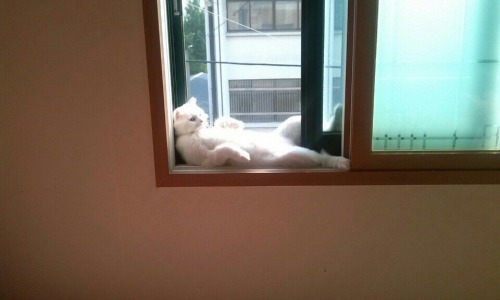 ghost-of-algren:plasmalogical:themarinestarringjohncena:Look how hard this cat is lounging (twitter)