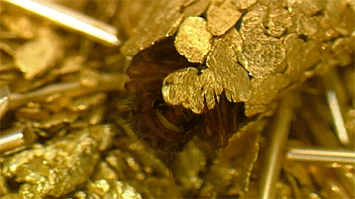 asylum-art:  Hubert Duprat: gold cocoon To make gold cocoons with the help of caddisflies are insects adapted to life in freshwater … The larvae use to make their protective cases glitter of gold and semi-precious stones that the artist puts available