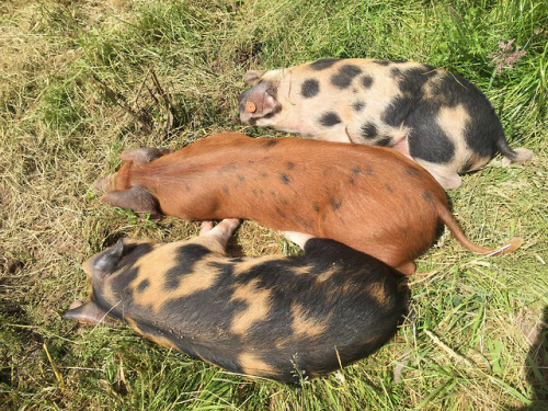 cozyfrogs:let sleeping pigs lie…