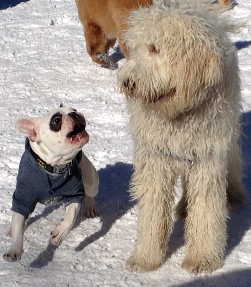 Our dogs had a serious problem with Max the doodle today. Poor Max. :(At the Washington Square Park 