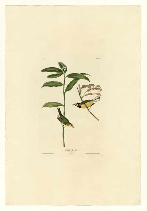 Plate 110 Hooded Warbler, John James Audubon