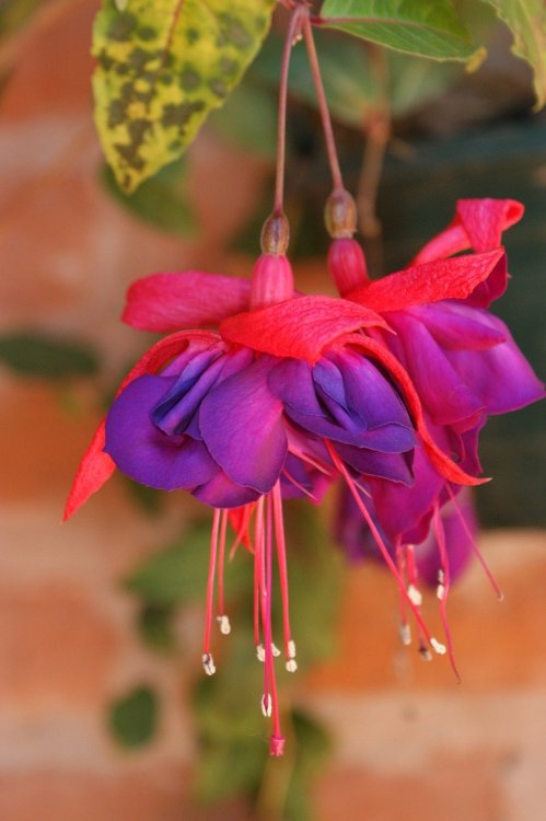selection of different varieties of Pink, Purple & Blue Fuchsia Flowers