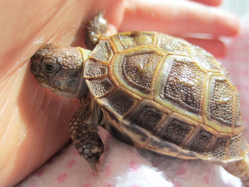 thewhimsyturtle:I don’t understand, Mommy. Why can’t I dig through your hand?! And why a