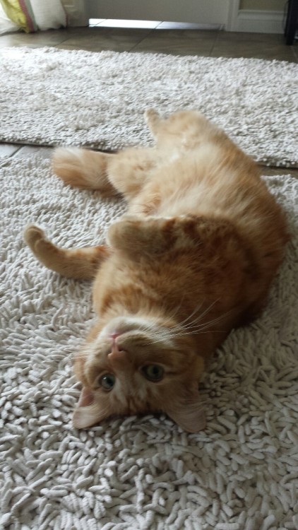 pabuthefirecat: Pabu’s exercise tip Pabu: don’t forget: stretch before exercising &helli