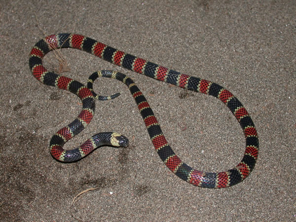 exotic-venom: (Micrurus alleni) Allen’s coral snake  Red touches yellow, kills