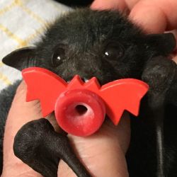 shinypaintermilkshake:  horrorandhalloween:Bat with bat pacifier A different kind of sucker but just as adorable