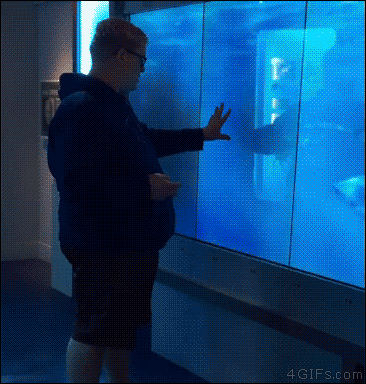 4gifs:  Don’t tap on the aquarium glass! [video]