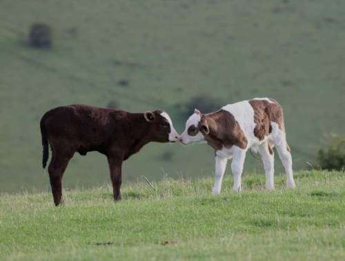 A Alguien Ms Le Gustan Las Vacas, A Mi Si. Muchos Dirn Que No (mentira, Nadie Comenta Mis Publicaciones)