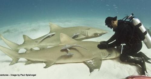 cutie-sharks:sharkhugger:New Shark BehaviorNotes from a Shark Junkies Journal with Eli MartinezDurin