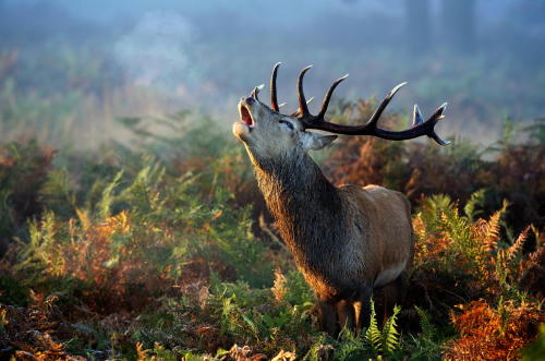 themanalive: wood-is-good:  autumn call by Mark Bridger